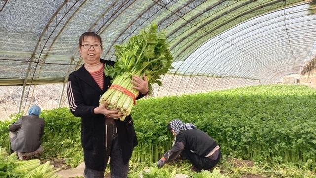 “芹”劳致富日子甜