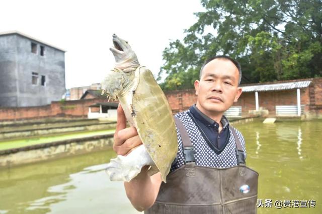 年育苗20多万只，这个村里藏着“金龟”