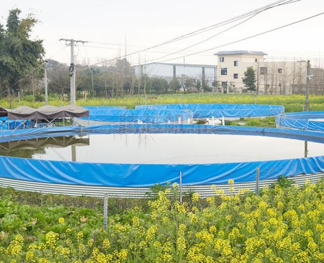 草鱼养殖技术：镀锌板帆布鱼池高密度养殖草鱼，养殖密度多少合适