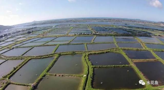 水花育苗系统流程及饲养实用方法