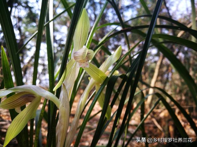 新手种植春兰，春天分盆几个关键细节，学会了养好兰花更容易