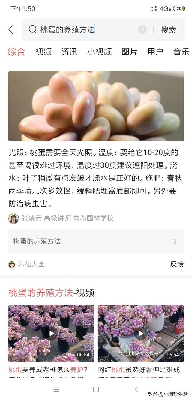 养桃蛋，精髓在控养和耐心，做到了圆润粉嫩，十里桃林不是梦