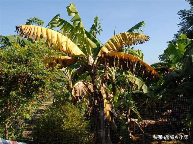 适宜香蕉生长的五大环境条件！种不出香蕉的地区就缺乏某个因素