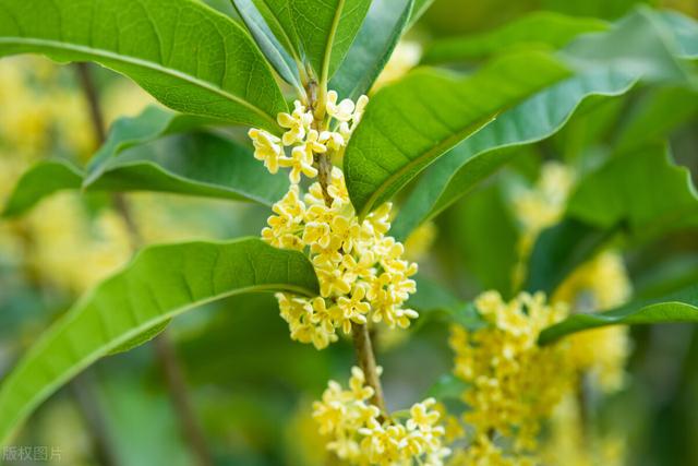 桂花怎么才能养得好？桂花养护有技巧，掌握这些小技巧桂花长得好