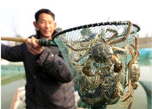 大闸蟹蟹苗的选择与培育