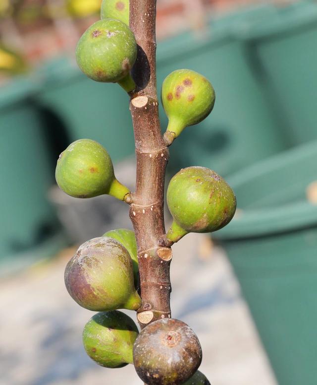 阳台种无花果的3个技巧，果子多10倍，又大又甜，挂果好几个月