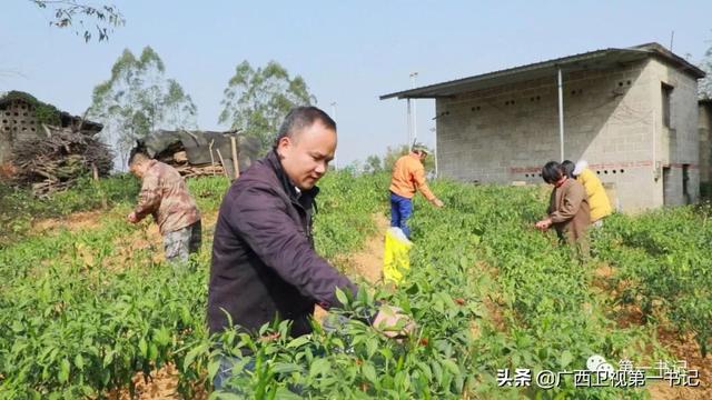 荷美覃塘：千年莲藕池中，“淡水虾王”将试水