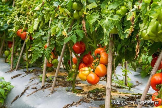 番茄种植的黄金时间：把握特点，收获高产