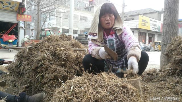 农村人种植中药材，每亩利润6000元，居然还说赚少了！