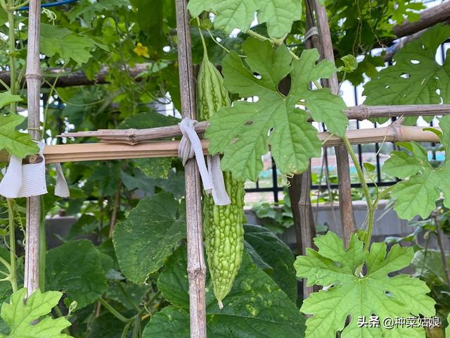 种植苦瓜，夏季管理很重要，掌握3点关键技术，结瓜多多吃不完