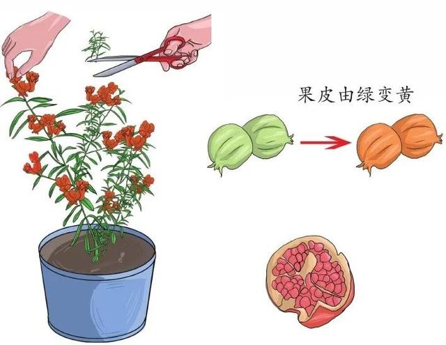 懂石榴，栽石榴，边赏边玩6步骤完成石榴栽种全步骤