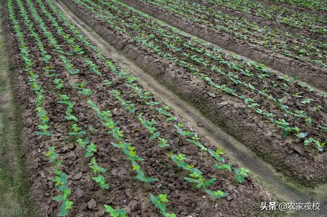 豆角种植温度要控制好，用上这几招 豆角出苗全、苗壮还结得多