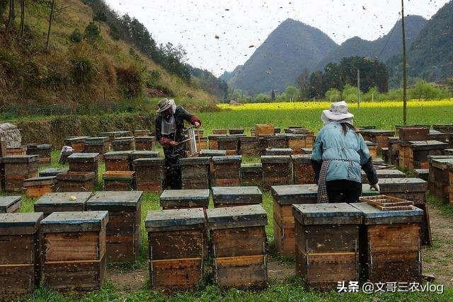 养殖10大排行榜分析，如何看待今年养殖业！养殖业还有没有市场