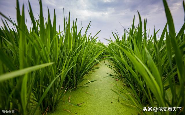 茭白种植过程中，农民朋友避免错误，掌握技巧，才能提品增产