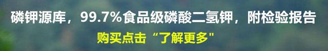 果园里养鸡鸭鹅，到底有什么好处？有果农说果园养殖也是有弊端的