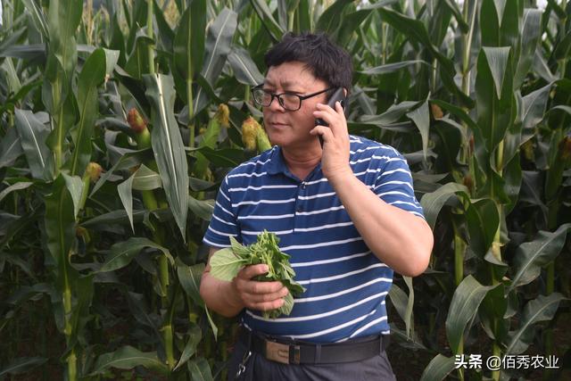 玉米是稀植高产，还是密植高产？农业专家告诉你如何种植玉米