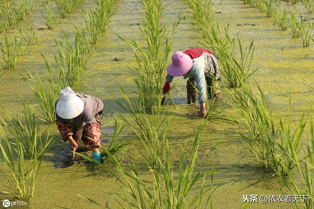 茭白种植过程中，农民朋友避免错误，掌握技巧，才能提品增产