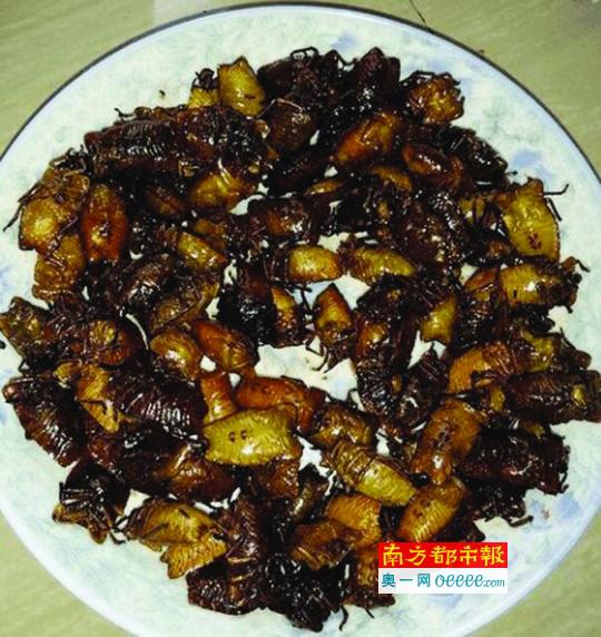 450 元一斤的“天价”害虫（臭屁虫） 也挡不住老饕吃虫的心