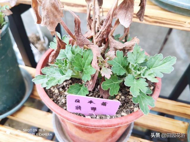 夏菊、乒乓菊，老枝变红叶片耸拉新枝却已萌发，该怎么正确养护？