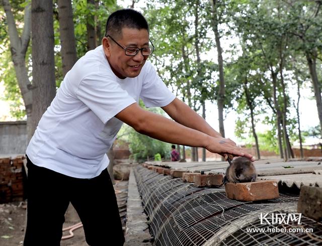 河北辛集：“养鼠大王”致富记