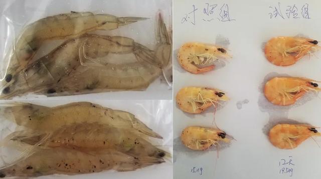 成活率高达98%，养虾高手爱上“免疫爆品”
