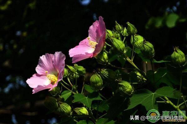 芙蓉花几月开花？如何进行养护？