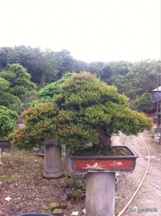 赤楠盆景的生物特性与栽培管理技术要点