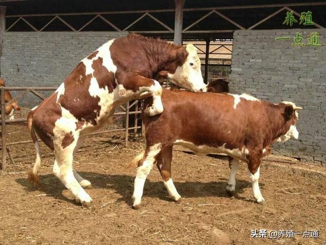 巧用中草药，有益无害防治牛病，减少损失保收益