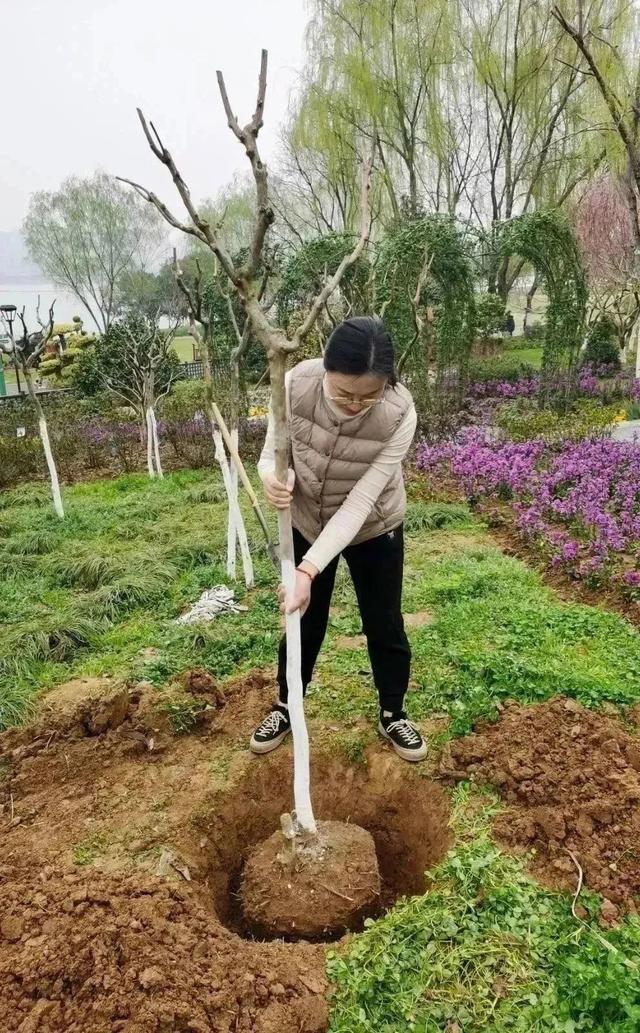 收藏！植树专家教你种春天