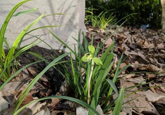 兰花五大家，春兰、蕙兰、建兰、墨兰和寒兰咋养，养护指南看这里