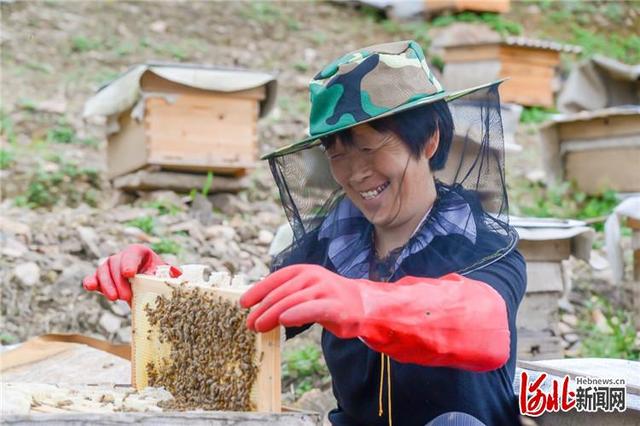 河北迁西：特色种植助农增收