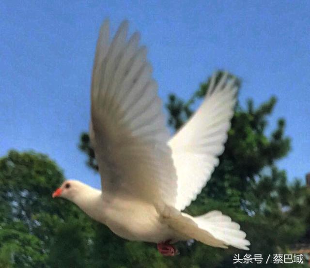 洛阳白马寺的鸽子！