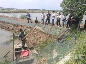 山东济宁泥鳅养殖基地(鱼台：藕田套养小龙虾 生态养殖富了寻常百姓家)