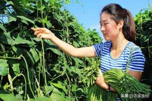 豆角种植温度(豆角种植温度要控制好，用上这几招 豆角出苗全、苗壮还结得多)