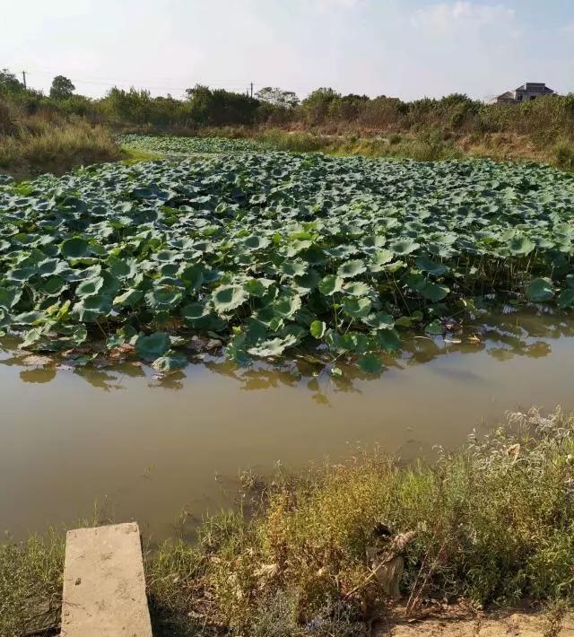 一个虾农的经验之谈，明年养小龙虾，该改变下思路了