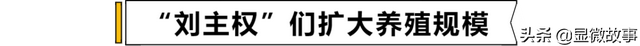 一只小龙虾：半部中国生鲜产业发展史