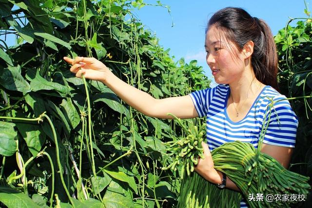 豆角种植温度要控制好，用上这几招 豆角出苗全、苗壮还结得多