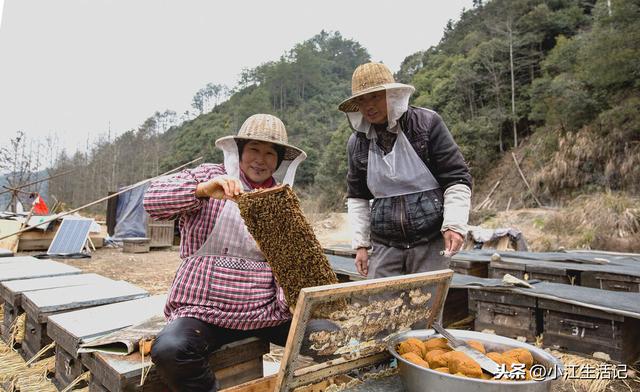 科学是第一生产力，养蜂初学者该注意哪些问题？小伙总结了这七点