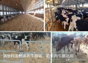 发酵床养殖肉牛(南方薄垫料发酵床养牛能够轻易解决环保问题比你想象中更好)