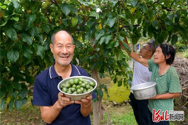 河北迁西：特色种植助农增收