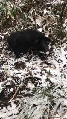 野香猪养殖(施恩藏香猪养殖（选自小呆给你说恩施）)