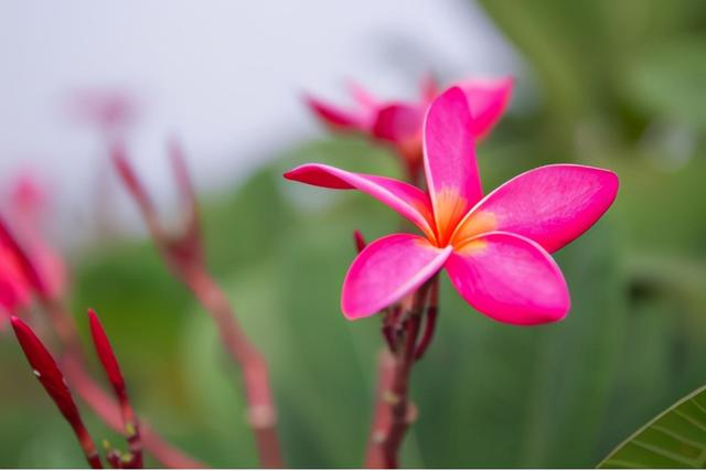 都说生意难做，但这个3万亩的花木之乡，亩均年产值竟达10万元