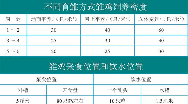 养鸡技术｜雏鸡苗需要的新鲜空气、光照及合理密度