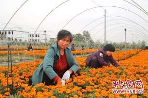 信阳孔雀养殖基地(信阳市淮滨县：孔雀花开 飘香满路)