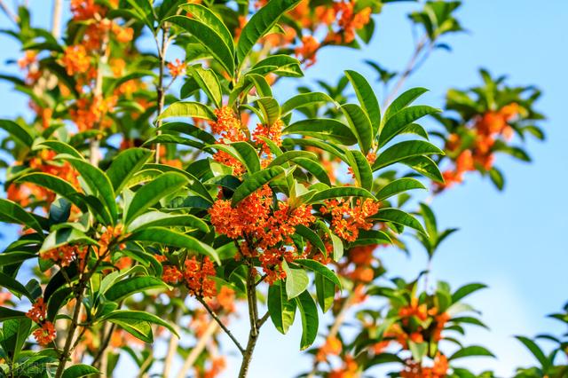 桂花怎么才能养得好？桂花养护有技巧，掌握这些小技巧桂花长得好