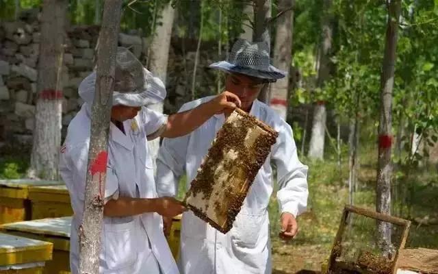 黎九洲：土蜂养殖没那么简单，这六点有一点没做好就完了！