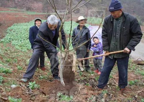 最全面的核桃幼树冬季防寒措施