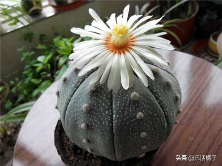 多肉植物：星兜，无刺仙人球，避免干瘪瘫掉养到开花不断这样做