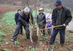 如何种植核桃苗(最全面的核桃幼树冬季防寒措施)