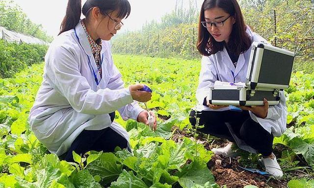 大棚种菜有高招，菜农们分享种植新经验，每年增产增收数万元！